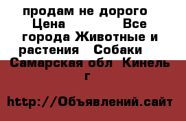 продам не дорого › Цена ­ 10 000 - Все города Животные и растения » Собаки   . Самарская обл.,Кинель г.